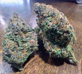 Terpgasm (Buds)