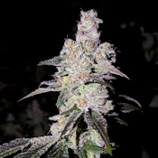 The Big Dipper - 3.5g (H) - Fig Farms