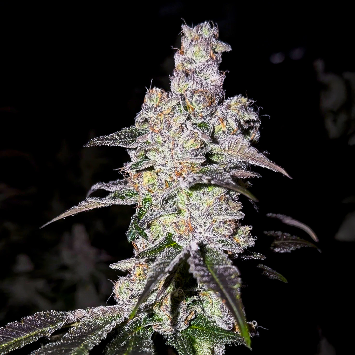 Fig Farms - The Big Dipper - 3.5g (H) - Fig Farms Main Image