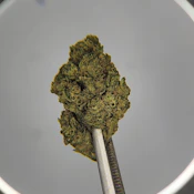 Future Farms | Flower [H] | The Vision (2246)