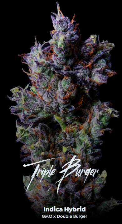ALTERNATIVE SOLUTIONS - Triple Burger (Indica Hybrid) 14g - Half oz By Alt Sol Main Image