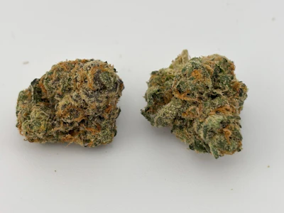 FOCUS NORTH - Focus North | Trop Fire Breath | Flower