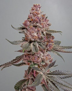 FARMER G - FARMER G - TROPICANA CHERRY GAS 3.5 GRAMS