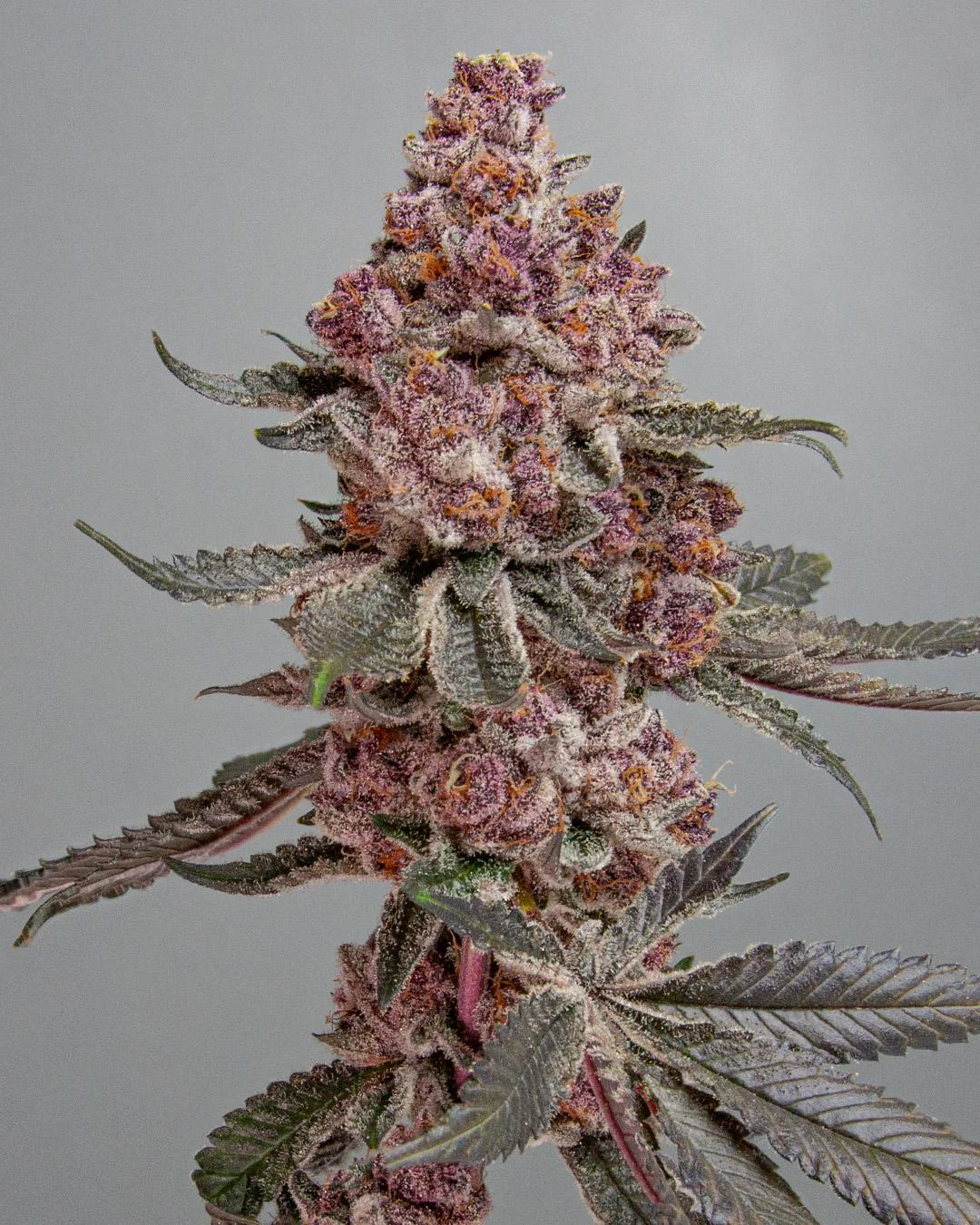 Farmer G - FARMER G - TROPICANA CHERRY GAS 3.5 GRAMS Main Image