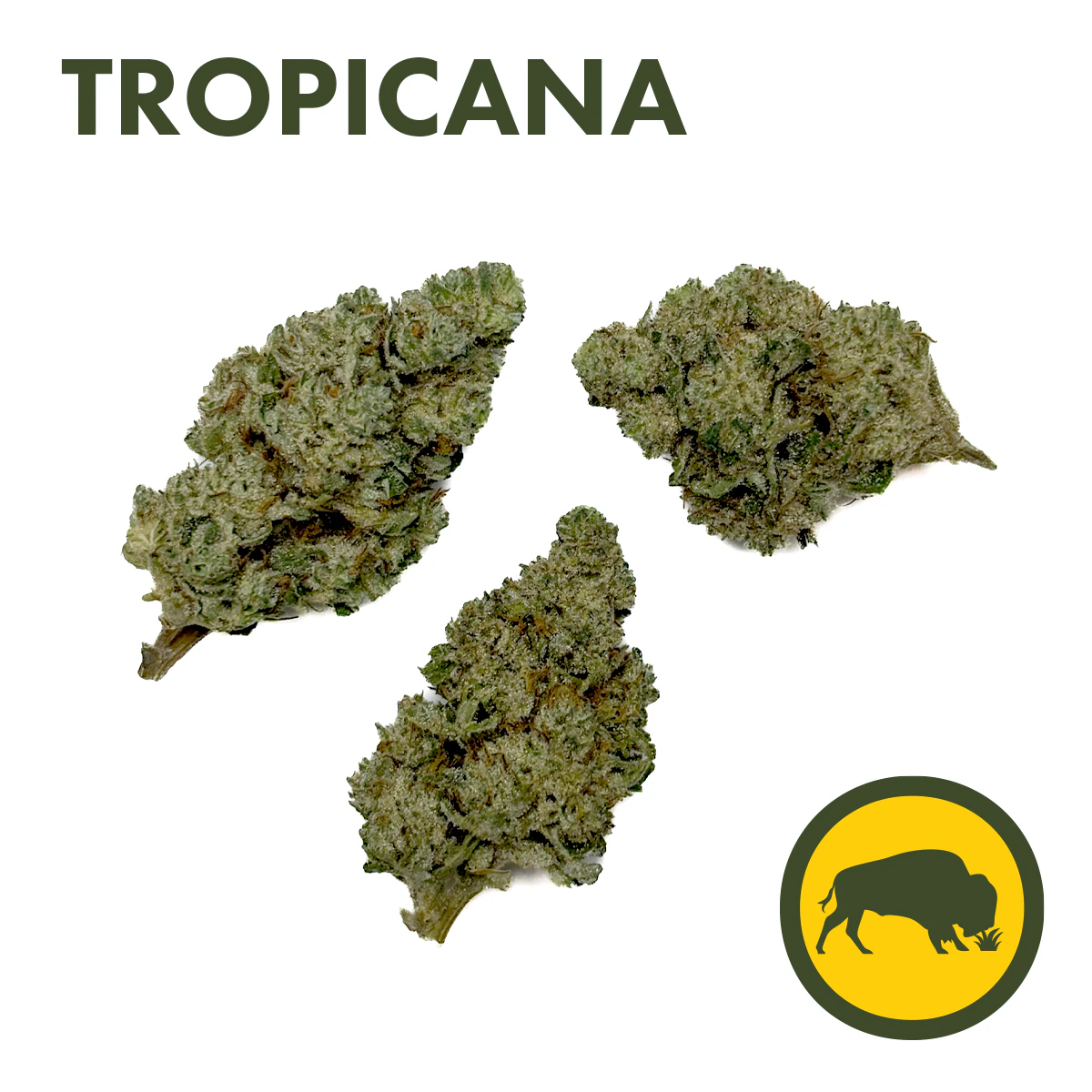 Bison Botanics - Bison Botanics - Tropicana - Flower - 3.5g Main Image