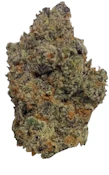 Tropsicle | Hybrid