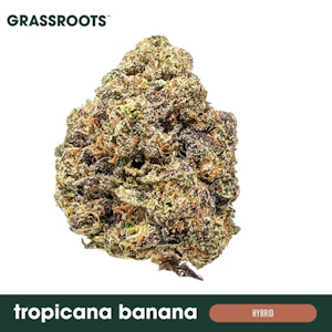 GRASSROOTS (NM) - Grassroots 3.5g Tropicana Banana 