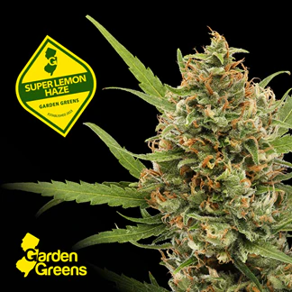 Garden Greens - Garden Greens 3.5g Super Lemon Haze Main Image