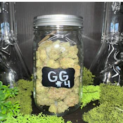 GG4 | Indica