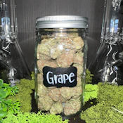 Grape | Indica