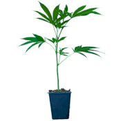 Highline - Gumbo (I) - Clone