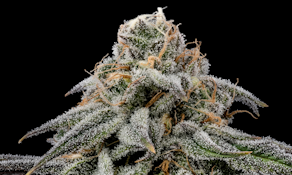 HLH - Flower - GG#4 - 3.5g
