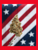American Grown-Watermelon Z Eagle Tier Deli