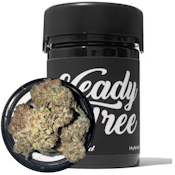 Heady Tree | Gastronaut Status | Flower | 3.5g