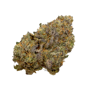 Blazing Trails - Mr. Stinkyz, Indoor