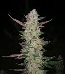 Local Leaf - LOCAL LEAF - VANILLA MAC-NUT 3.5 GRAMS Main Image
