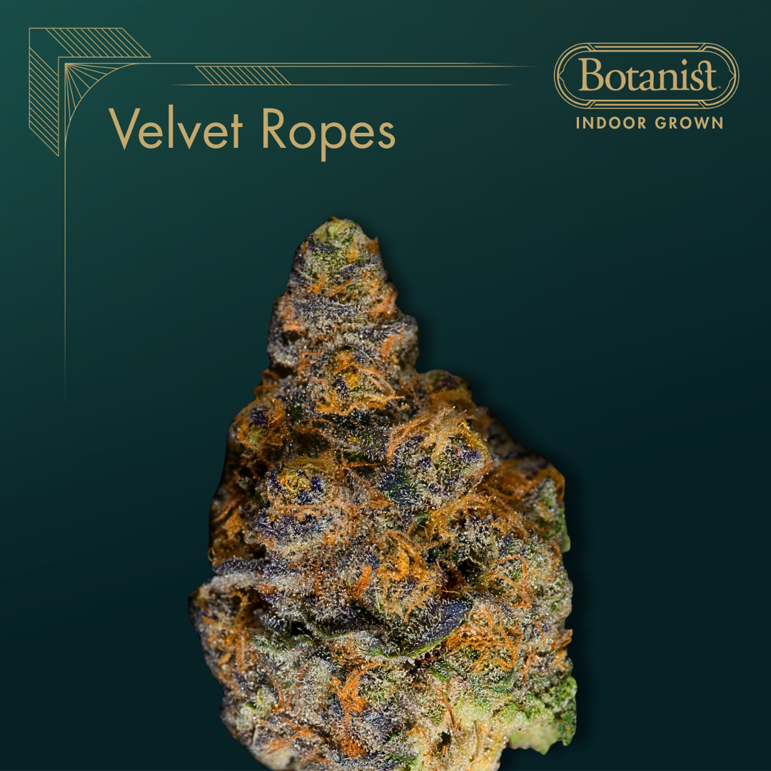 Botanist | Velvet Ropes | 3.5g