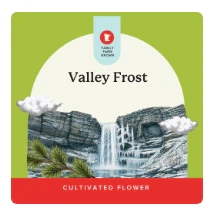 Verist Fields - Verist Feilds- Pre-Packaged Flower, 3.5g- Valley Frost Main Image