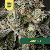 The Botanist | Flower | Violet Fog | 3.5g