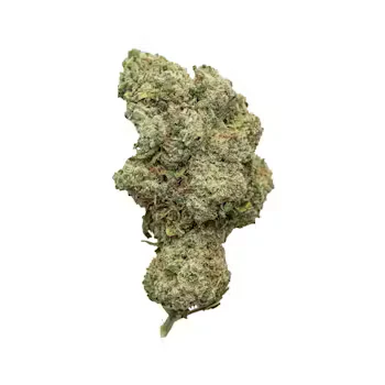 COASTAL ROOTS - Coastal Roots | True OG | 28g Flower | [I] Main Image