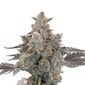 FARMER G - WHITE GUMMY 3.5 GRAMS