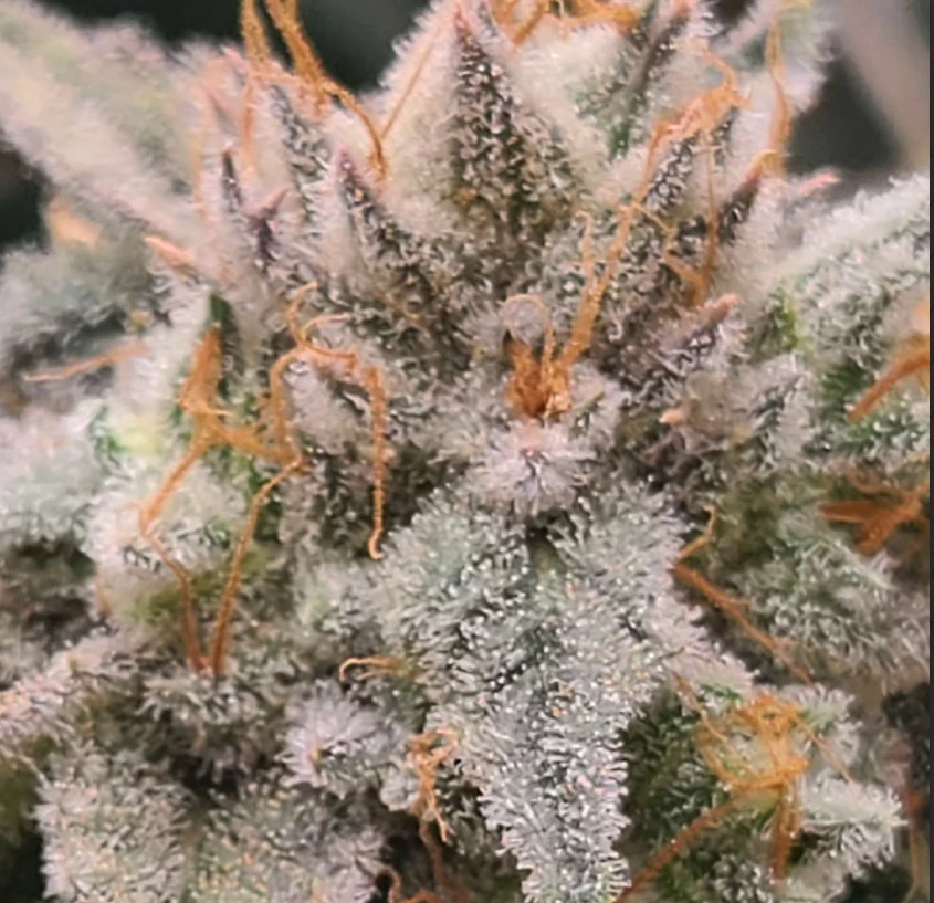 WEST MICHIGAN CANNABIS CULTIVATION LLC - Bud-Blueberry Main Image