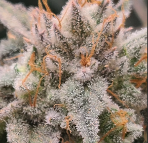 Bud-Blueberry