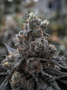 SOLAR THERAPEUTICS - Waffle Cone Flower - 3.5g - SOL