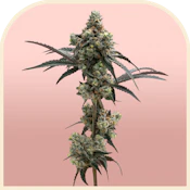 Watermelon Freeze | Pre-packed 3.5g