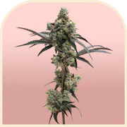 Watermelon Freeze | Pre-packed 3.5g