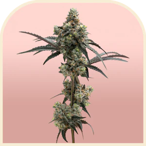 Unbound - Watermelon Freeze | Pre-packed 3.5g