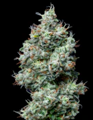 Honey Banana 3.5G By Molecular Farms