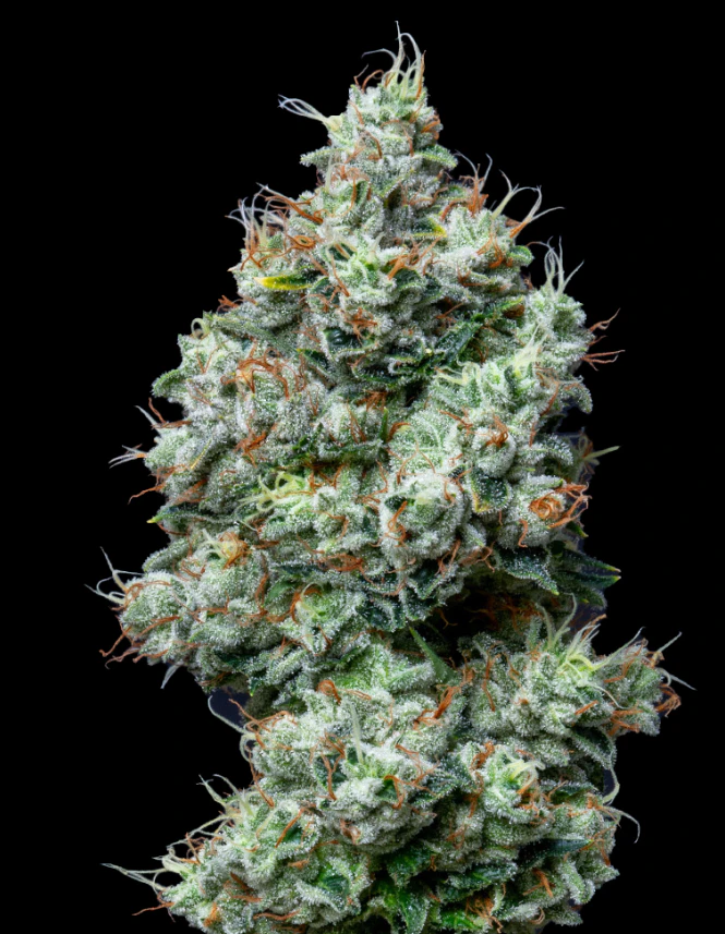 MOLECULAR FARMS - Honey Banana 3.5G By Molecular Farms Main Image