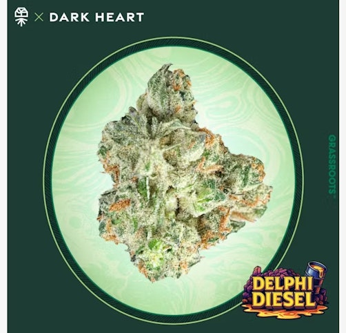 Grassroots - Delphi Diesel -Sativa- 25.08% THC | 14g Bag (Flower) | Grassroots/Dark Heart    -z9 front