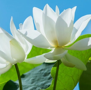 LIONHEART (MT) - Lemon Head Cart || White Lotus || .9g