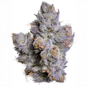 3.5g Whole Fruits / Fig Farms