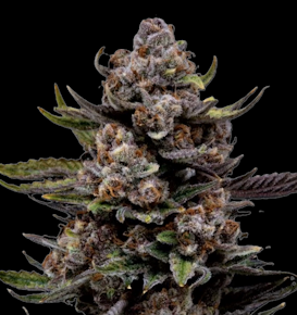 Wilson Zero Shake Flower