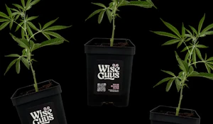 Clones- Ready to Plant