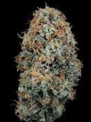 Wood Wide - Flower - Dutch Treat - 1g