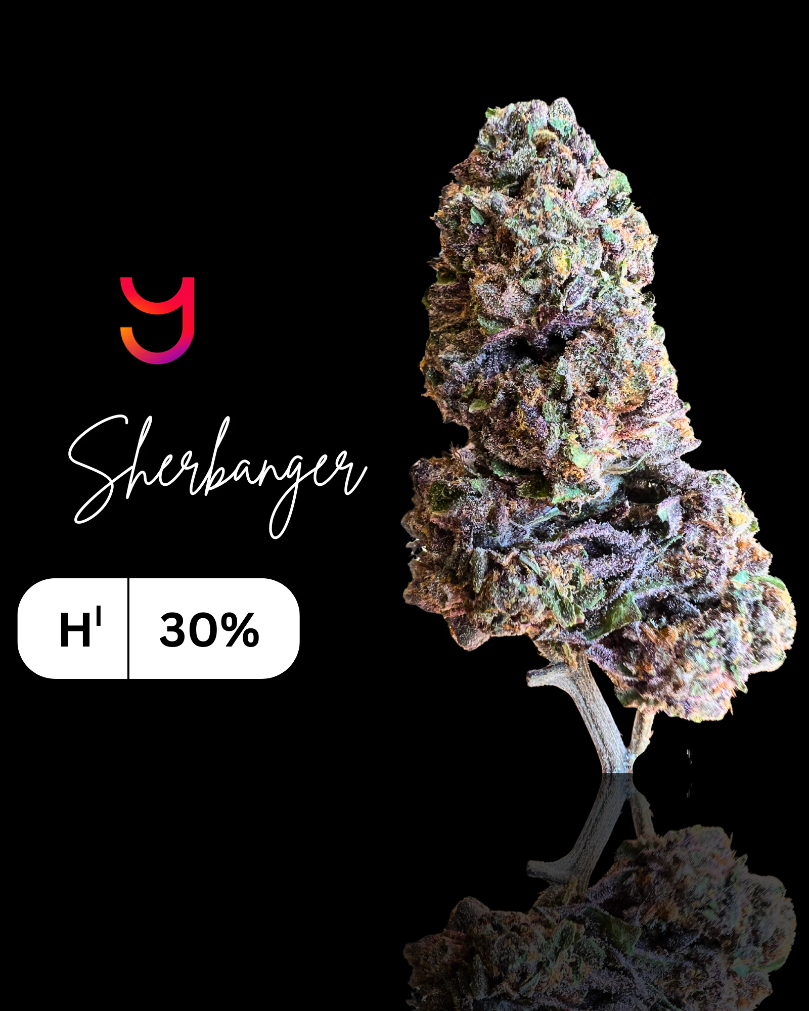 YAGA - Sherbanger (H): 28G Main Image