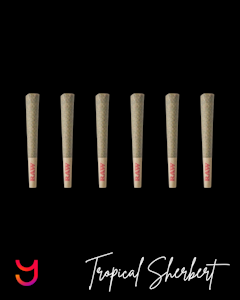 YAGA - Blue Dream Dog Walkers .5G x6 (S)