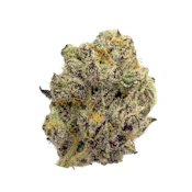 Electric Nerds, Indoor