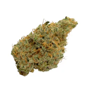 Guava Shocker, Indoor