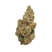 Trapzilla, Indoor