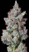 Zack's Cake 3.5 Gram Jar By Alt Sol