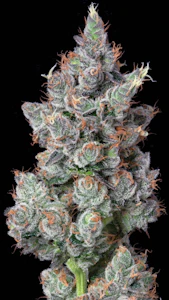 ALTERNATIVE SOLUTIONS - Chemdawg 5pk Great Day Prerolls By Alt Sol 1.75G Total