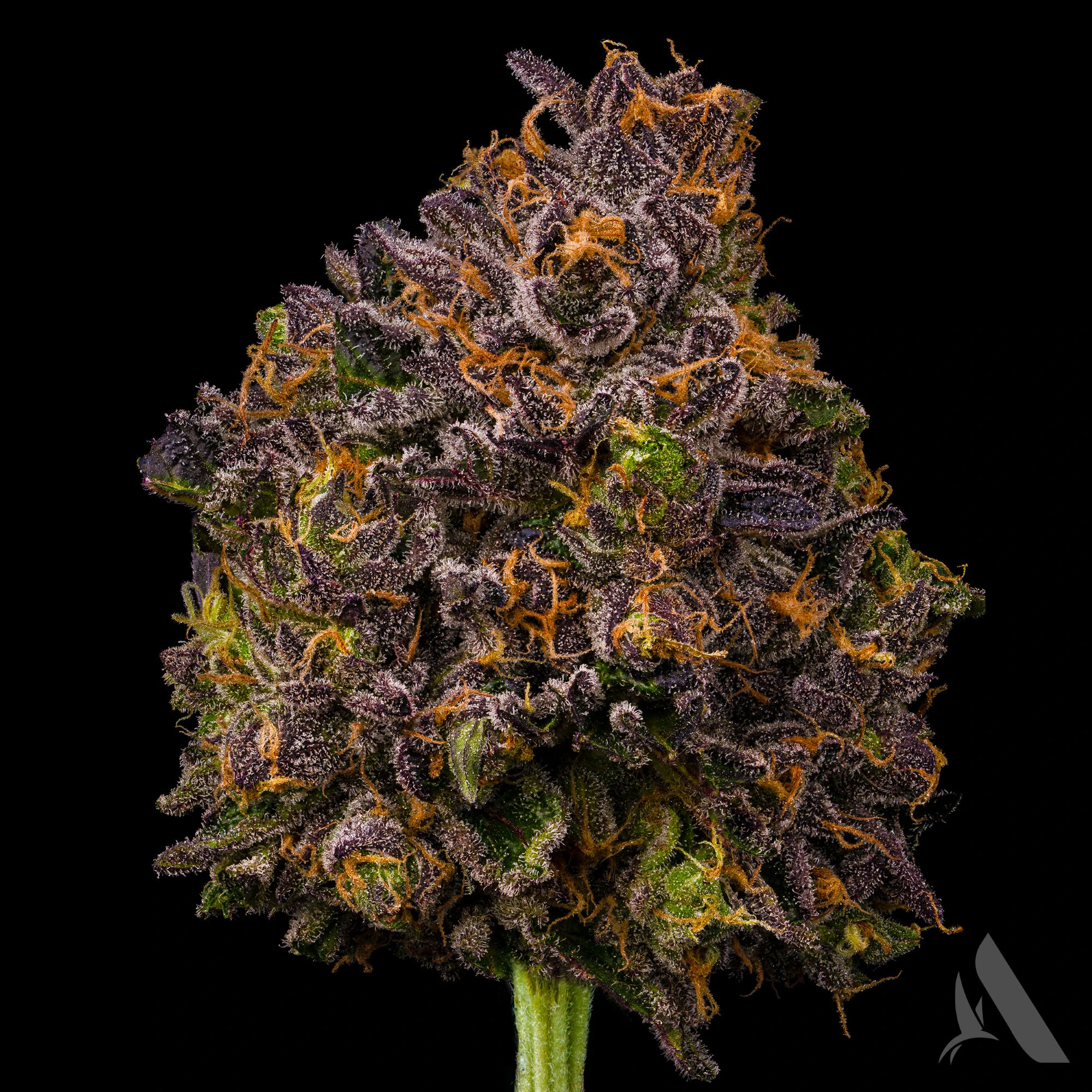 AFFINITY - Zangria Flower T19.57% I 00373 Main Image