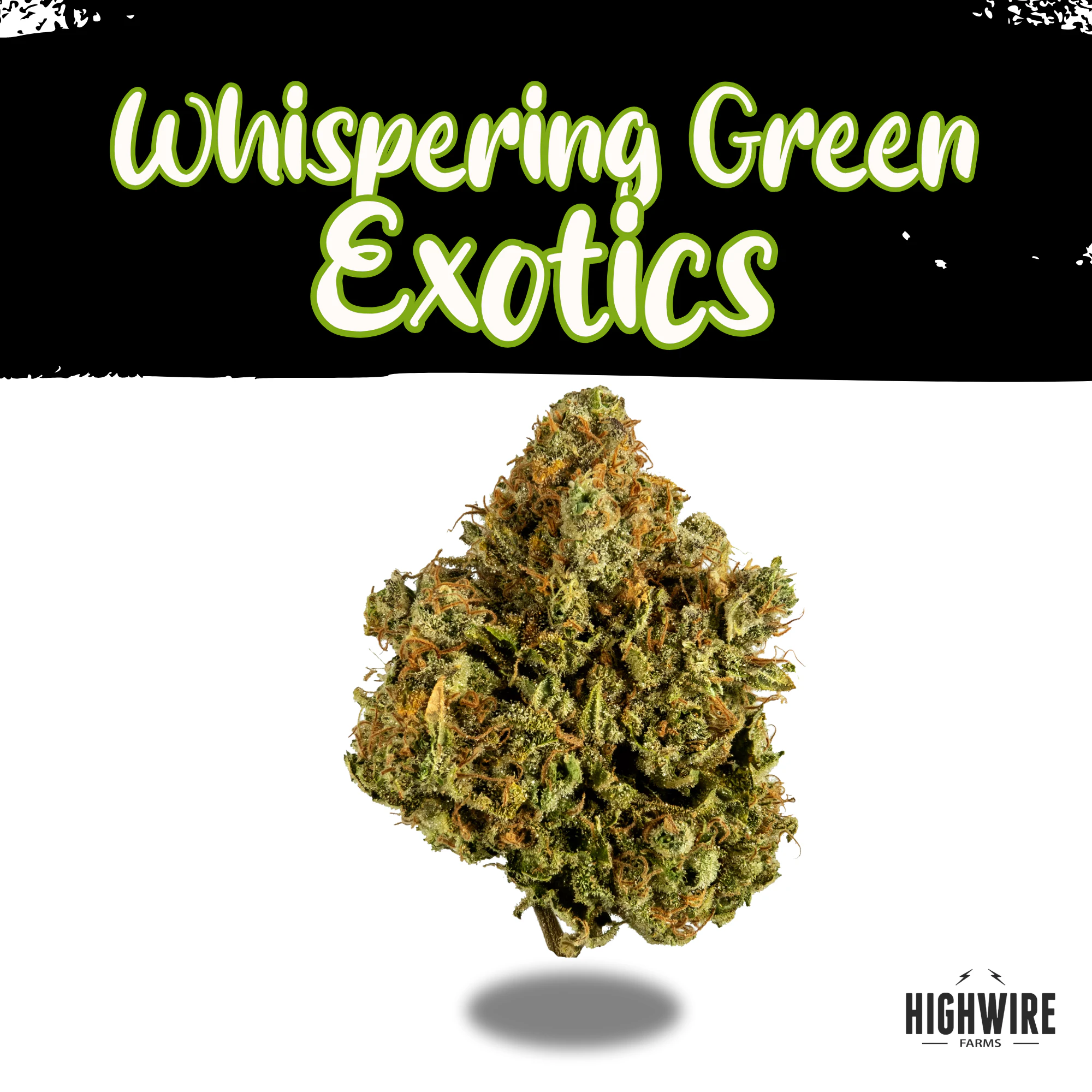 WHISPERING GREEN EXOTICS - ZEP (Zeppelin) 1/8th Main Image
