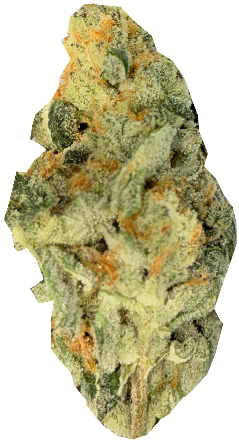 CHAAYA CANNABIS - Zero Gravity | Indica Main Image