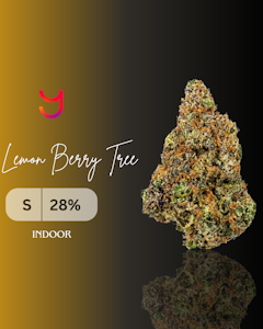 YAGA - Lemon Berry Tree (S): Indoor | 3.5G
